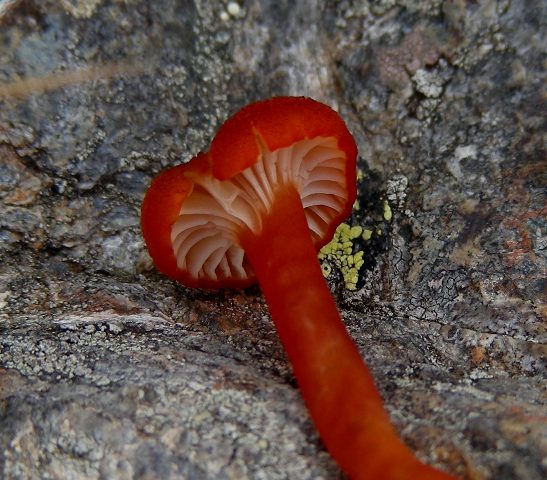 Funghi in quota, montagne del Lagorai (gruppo del Rava)